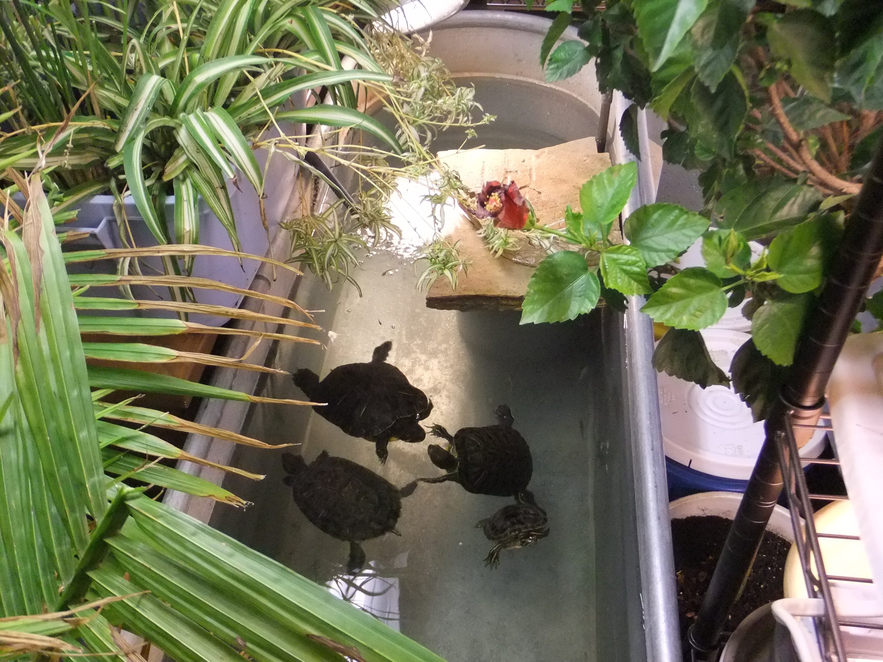 An indoor turtle pond  A Practical Fishkeeping Blog