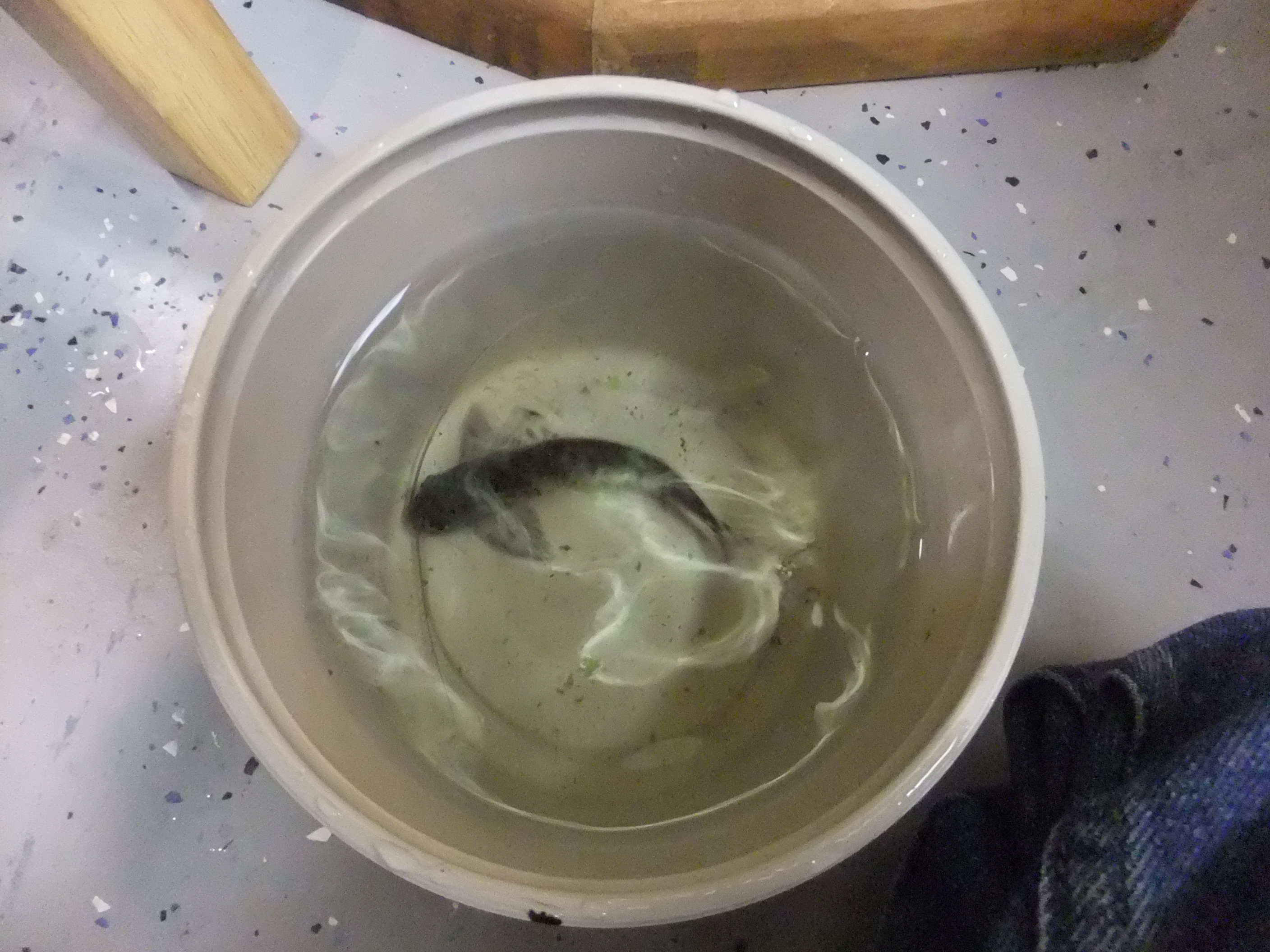Pictus Catfish are jumpers  A Practical Fishkeeping Blog