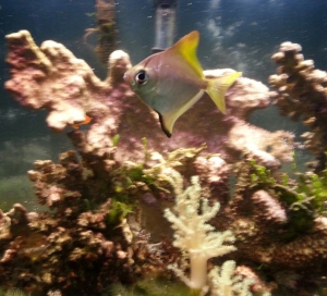 My friend who owned this fish named him Stereo!  (Clever, eh?)